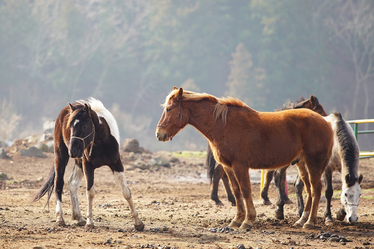 The Ultimate Guide to Horseback Riding in the Rockies